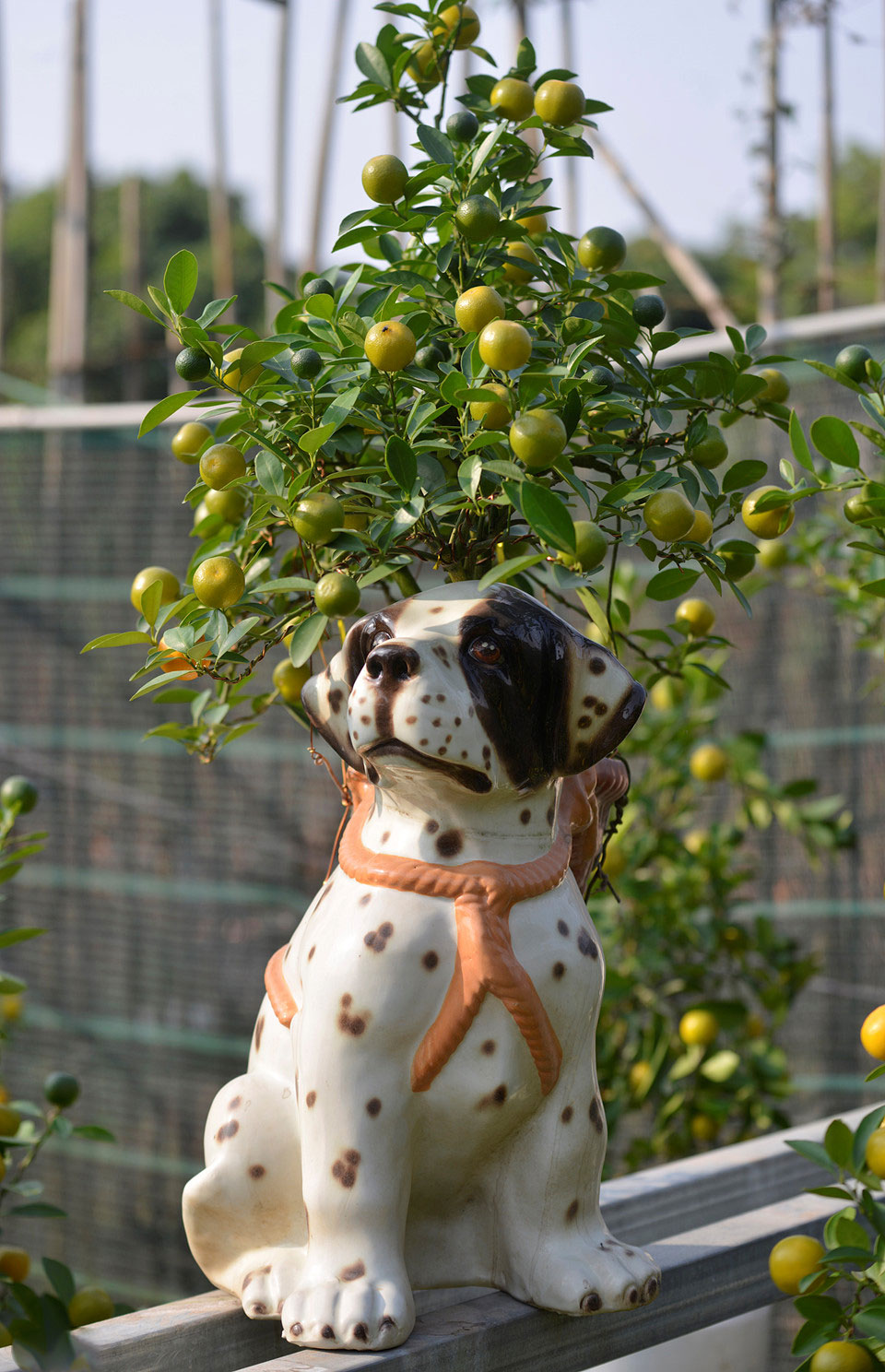 Quất ngự lưng chó đốm phục vụ Tết Nguyên đán